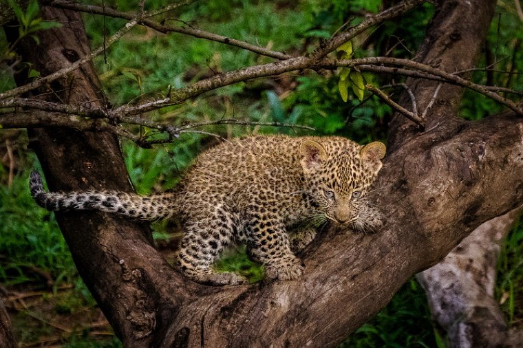 034 Masai Mara, luipaard.jpg